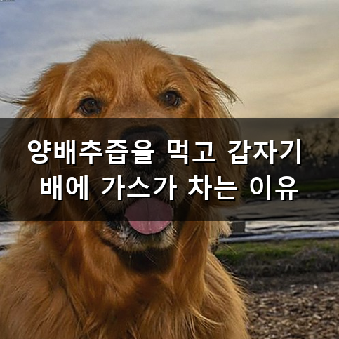 양배추즙 부작용 속이 쓰리거나 더부룩하다면 왜 그럴까?