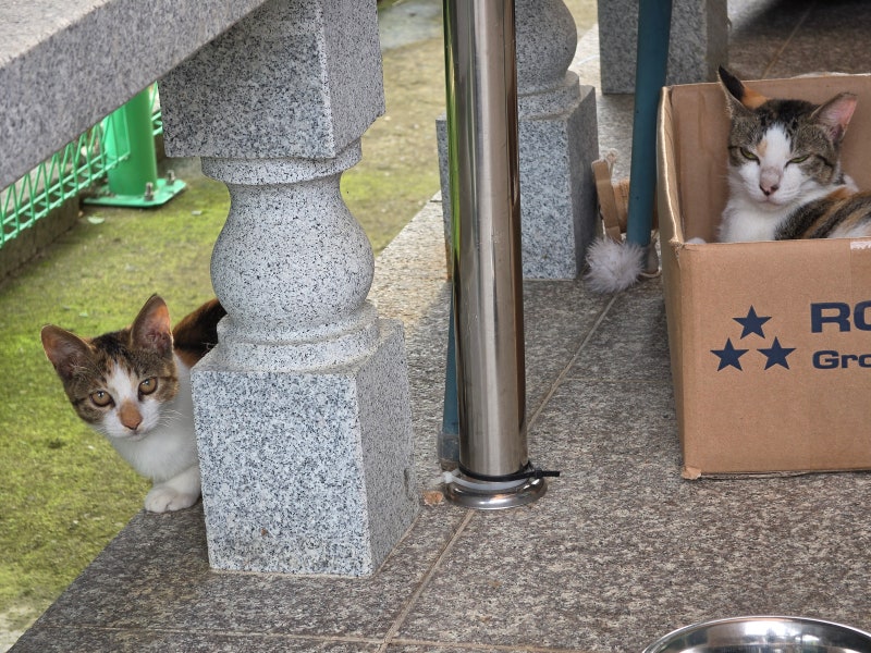 길고양이 성장과정｜새끼고양이는 어떻게 길에서 살아남을까? 길냥이 생존 이야기