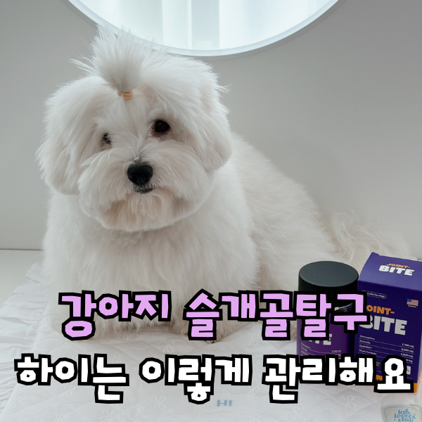 강아지 관절 영양제, 슬개골 관절염 펫푸드 애견영양제