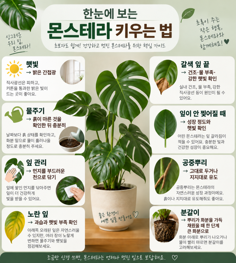 몬스테라 키우는 법 정리｜초보자가 알아두면 좋은 물주기와 잎 관리
