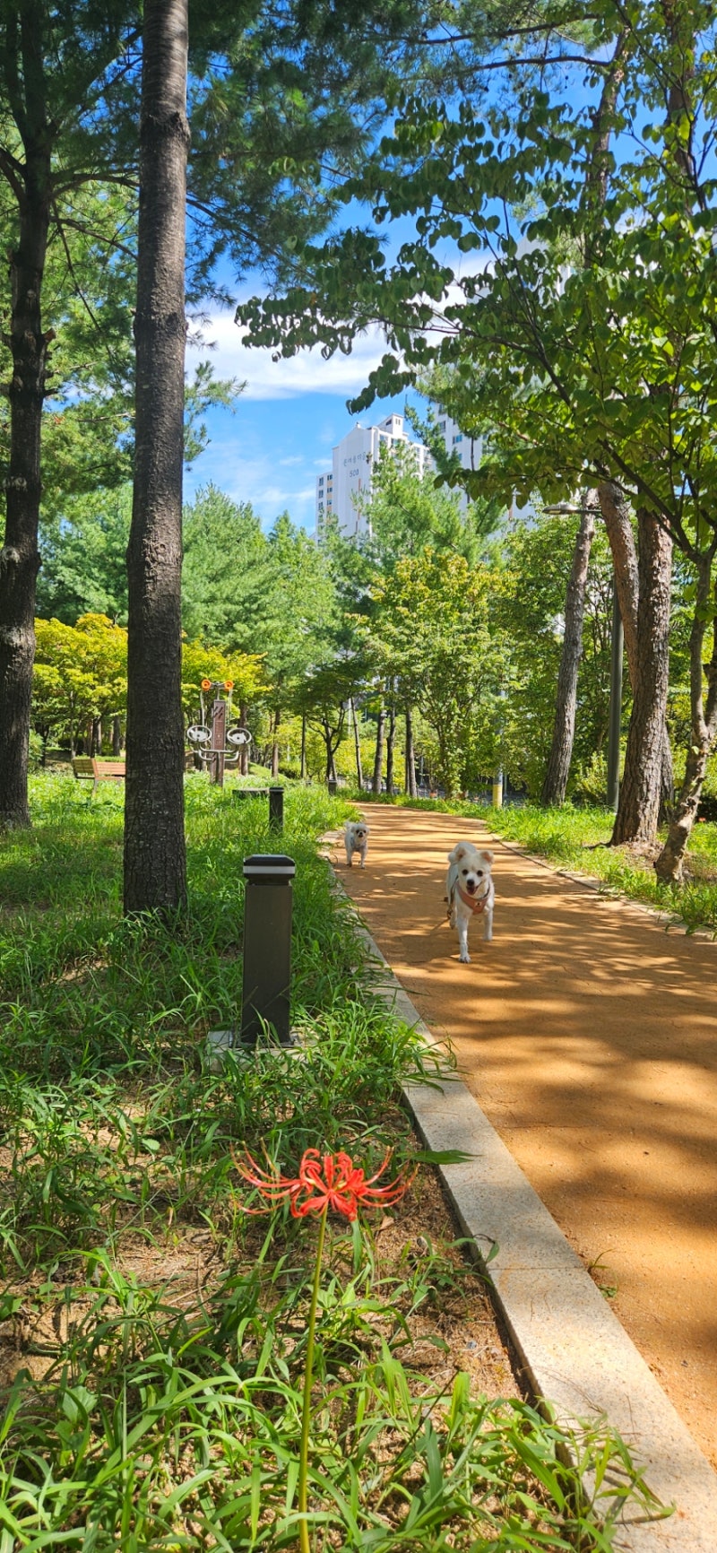 [당뇨약 끊기 7개월차 9/11(금)]당뇨인이 고구마와 감자 먹는 방법/맨발조깅 3.19km-11'41