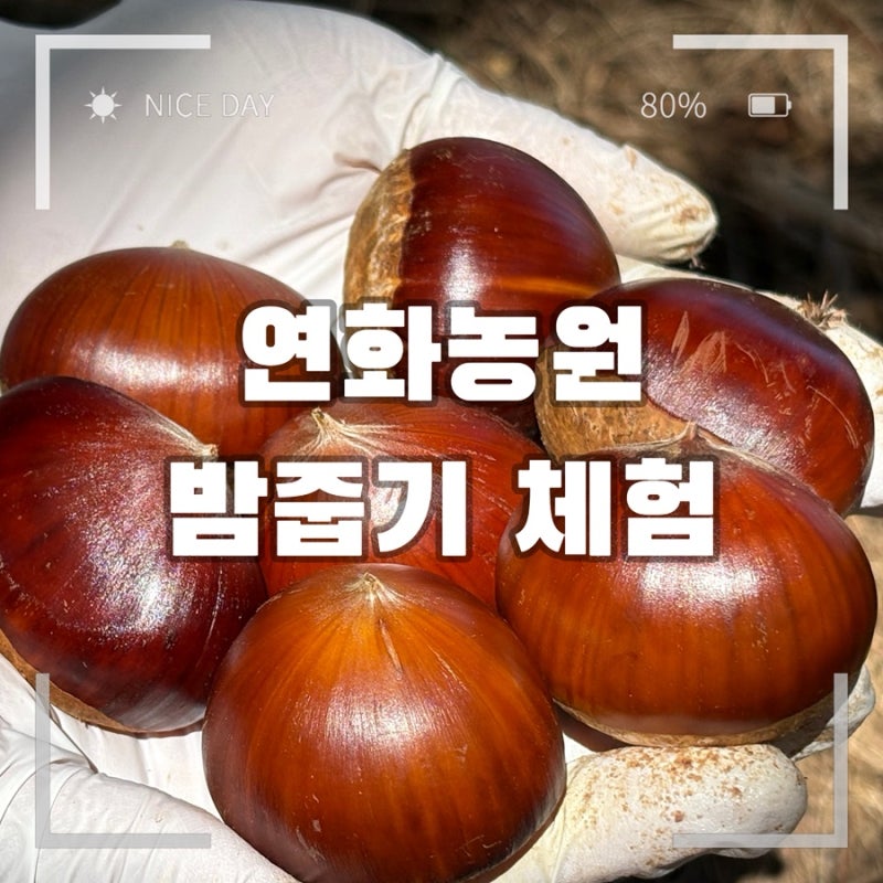 작년과 비교하는 밤 줍기 체험장 강화도 연화농원 방문 후기 - 꿀팁/가격/밤 수확량