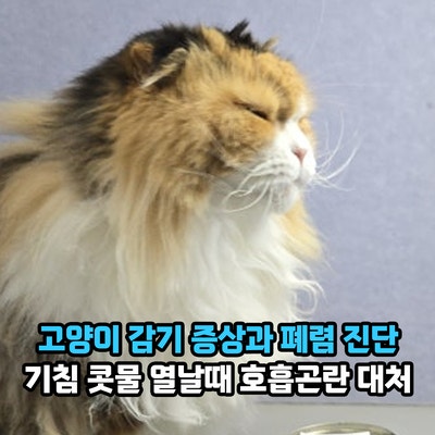 고양이 감기 증상과 폐렴 진단은? 기침 콧물 열날때 호흡곤란 대처와 관리