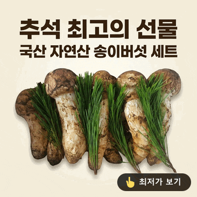 추석 최고의 선물: 국산 자연산 송이버섯 세트