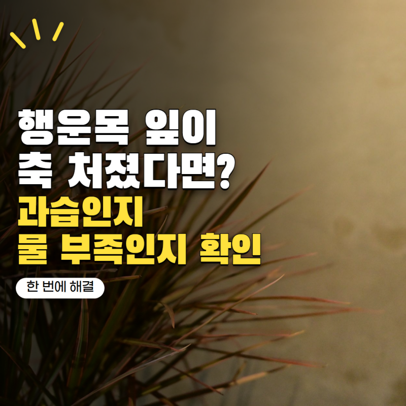 행운목 키우기 잎이 축 처졌다면? 물 부족과 과습 구별하는 방법