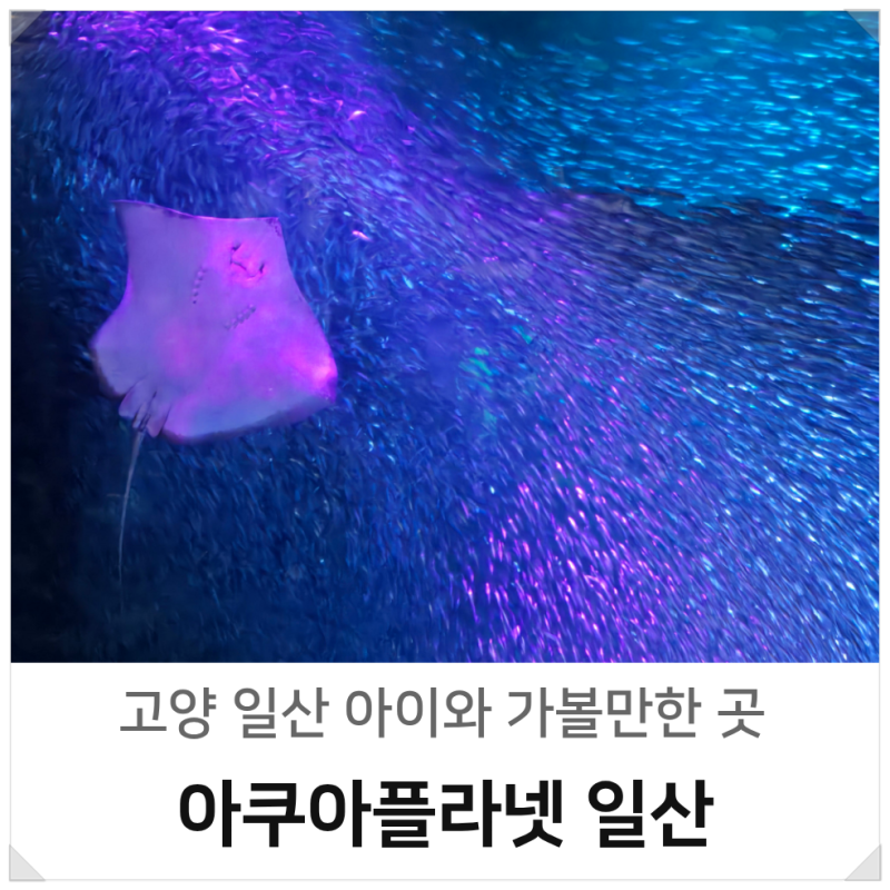 일산 아이랑 주말 가족 나들이 아쿠아플라넷 할인 주차