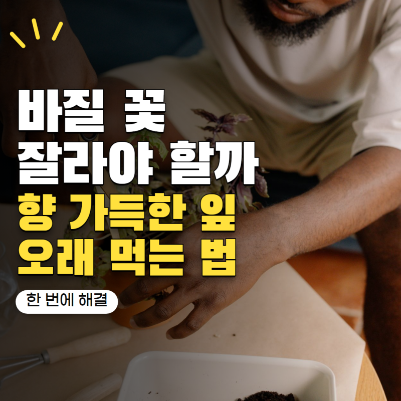 바질 키우기 꽃이 피었다면 잘라야 할까? 향 진한 잎 오래 먹는 관리법