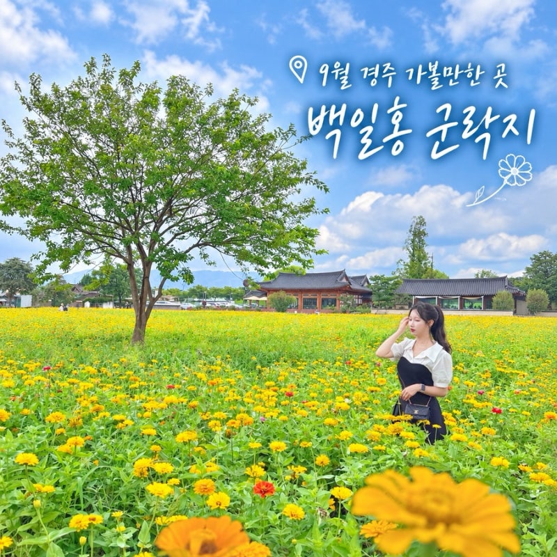 경주 가볼만한곳 9월 경주여행 백일홍 꽃 군락지 놋점들 가을 꽃구경