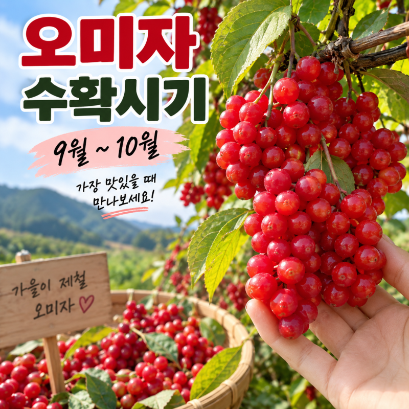 오미자 효능 5가지 알고 먹자 오미자청 수확시기 영양 보관팁