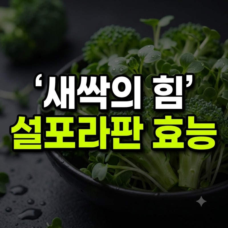 브로콜리 새싹 설포라판 효능 알아보고 챙겨 먹기 시작한 후기