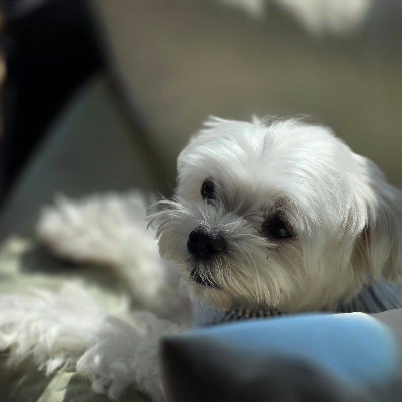강아지 마른기침 심장병 증상일 수 있어요 홈케어 방법