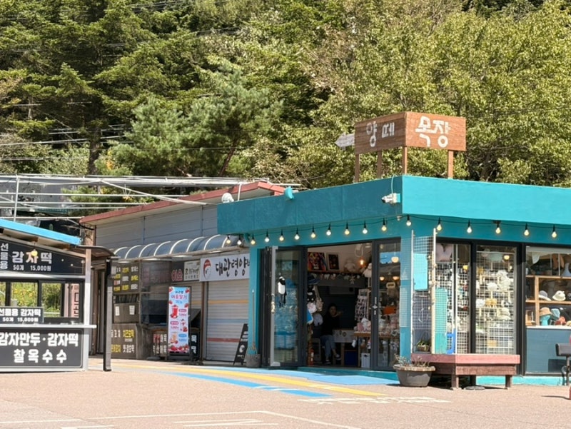 대관령 양떼목장 방문기｜강원도 여행에서 꼭 가볼 만한 곳