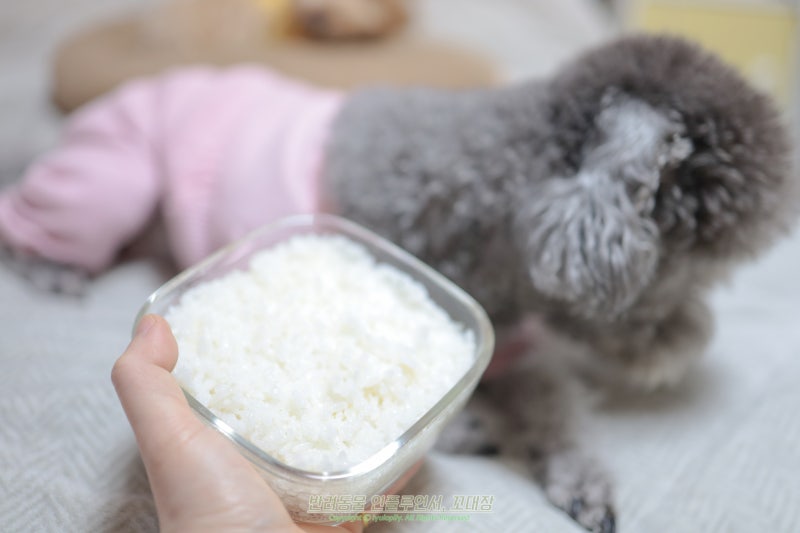 고양이 강아지 쌀밥, 사람 먹는 밥 그대로 줘도 될까?