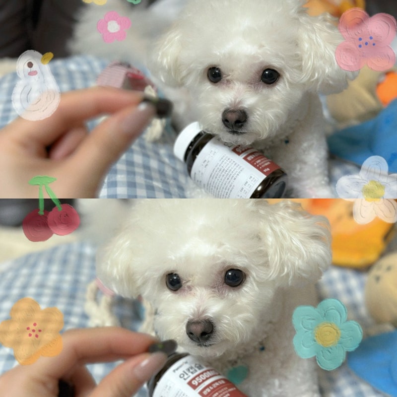 말티푸 강아지슬개골 영양제 페노비스 인캡슐 글루코사민