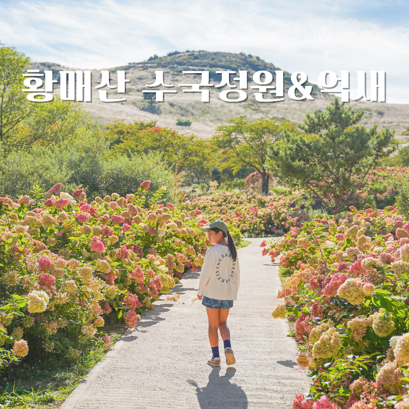 축제 전 방문해야 더 좋은 합천 황매산 목수국 억새 위치 실시간 경남 9월 가볼만한 곳