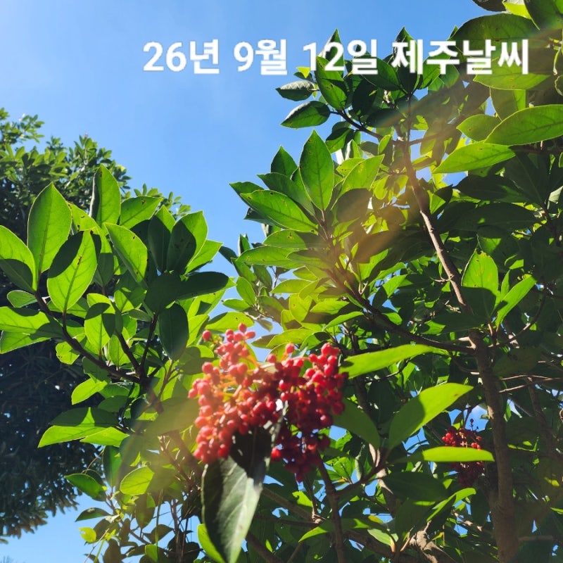 9월 12일 제주도 날씨 서귀포 실시간 옷차림 쾌청한 주말 한라산 예보