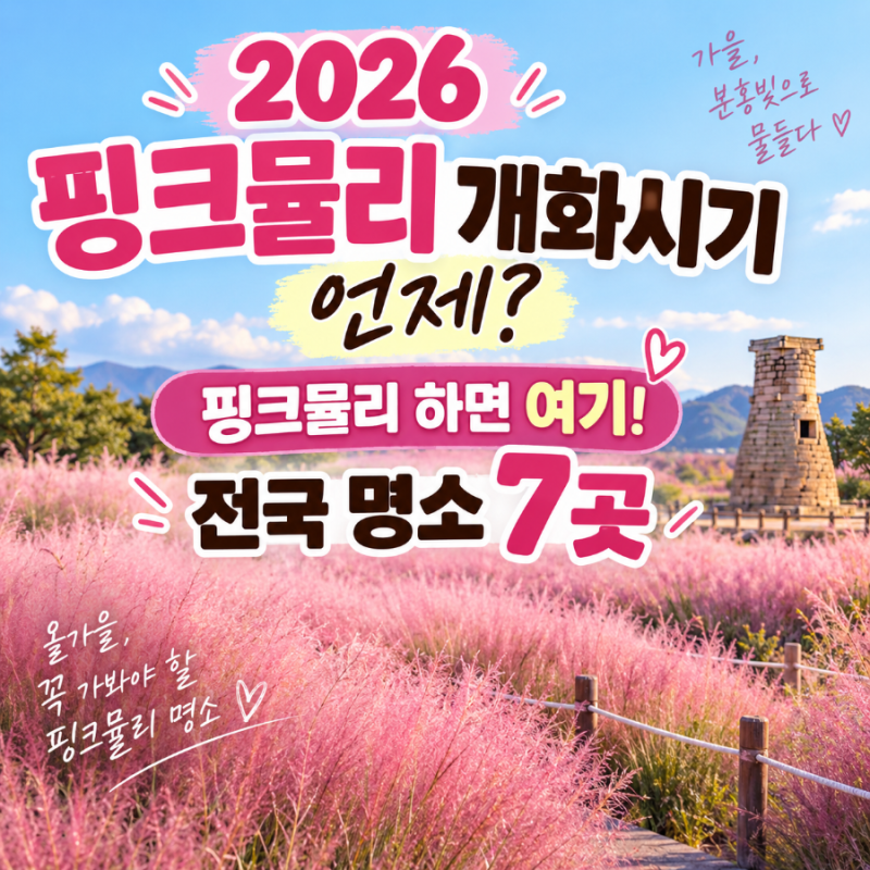 2026 핑크뮬리 개화시기 언제? 핑크뮬리 하면 여기! 전국 명소 7곳