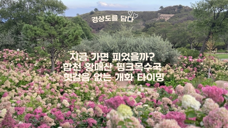 Hapcheon Hwangmaesan Pink Hydrangeas: Blooming Season and Peak Bloom! A Guide to the Pink Hues in August and September