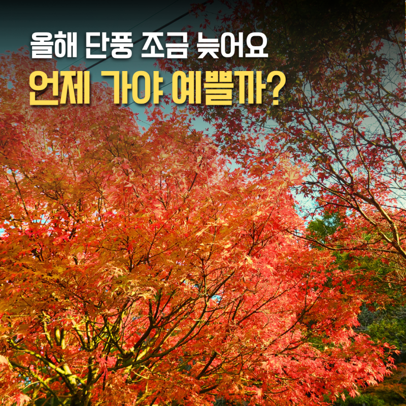 2026 단풍 절정 시기 예상, 전국 단풍 명소 언제 가야 할까?