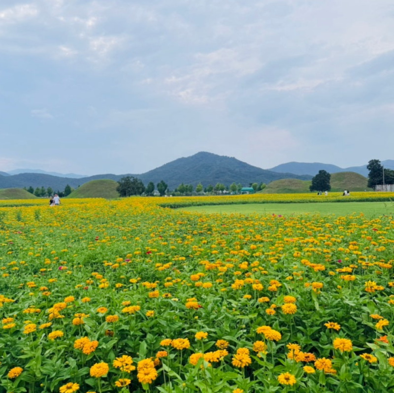 2026 경주·경산 9월 중순 꽃구경 가볼만한곳 5곳 백일홍·황화코스모스·꽃무릇·코스모스·핑....