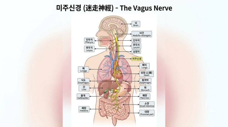 이상순 미주신경 저하란? 서정희 이유없이 실신한 원인