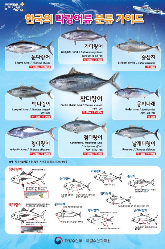 임산부 참치캔, 정말 먹으면 안 될까? 수은 기준 찾아봤어요