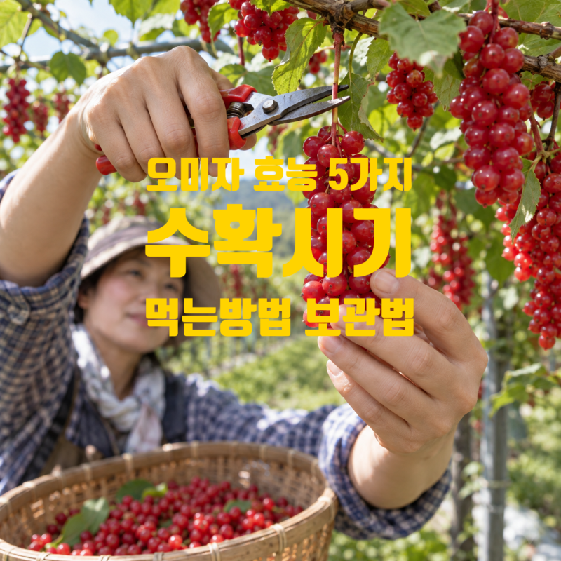 오미자 효능 5가지 수확 시기 오미자청 먹는방법 원액 관리법