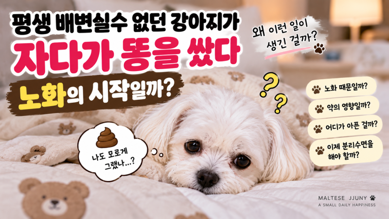 평생 배변실수 없던 강아지가 자다가 똥을 쌌다, 노화의 시작일까?