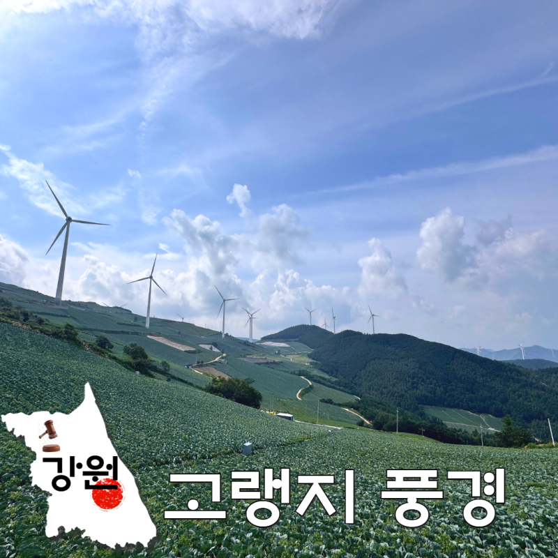 어디가 더 예쁠까? 강릉 안반데기 vs 태백 매봉산 바람의 언덕 비교 (주차 꿀팁)