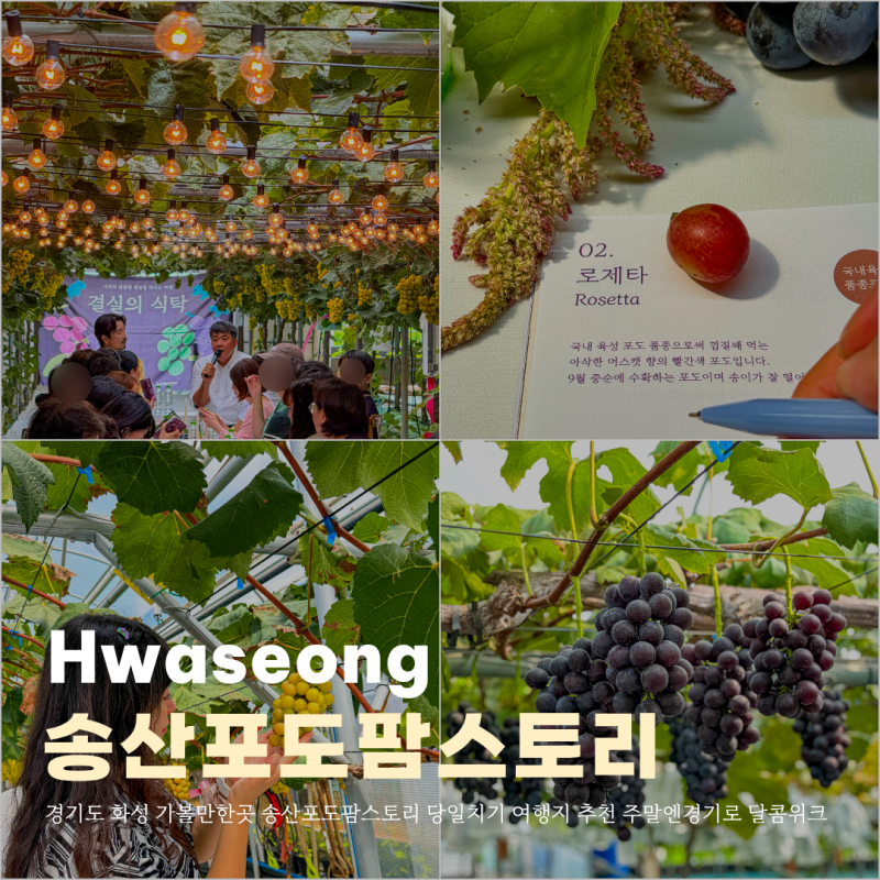 경기도 화성 가볼만한곳 송산포도팜스토리 당일치기 여행지 추천 주말엔경기로 달콤위크