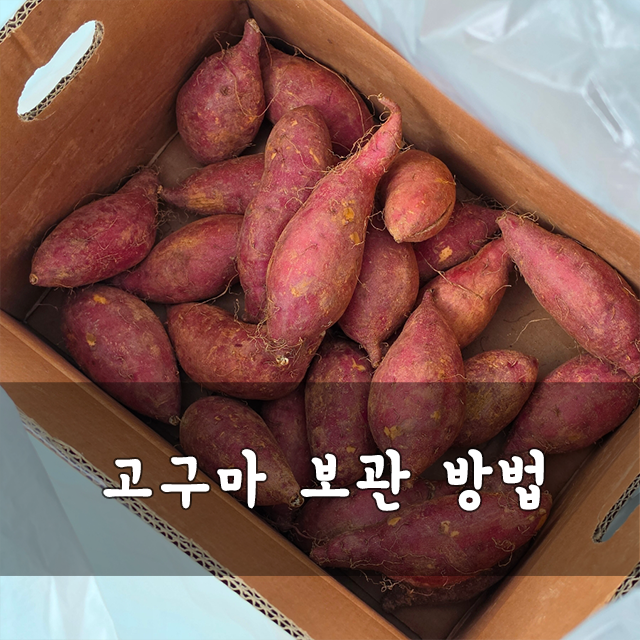 고구마 보관 방법 삶은 찐 고구마 생고구마 보관방법까지