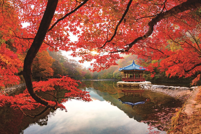 정읍 내장산 단풍 코스 총정리: 케이블카, 주차 꿀팁, 등산 코스 완벽 가이드