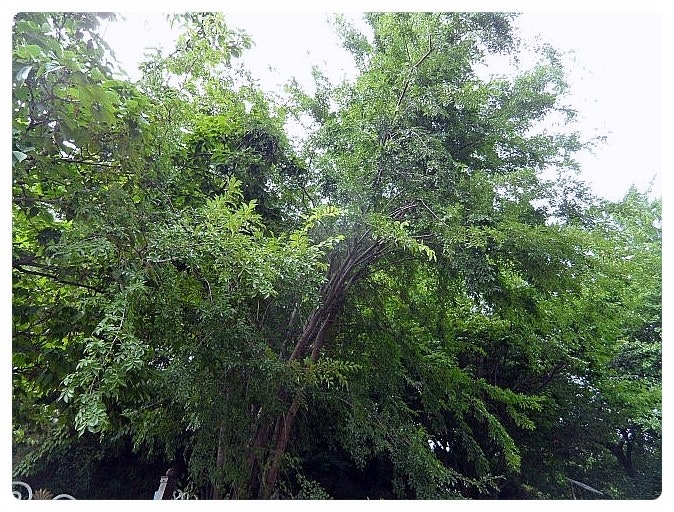 참느릅나무(Ulmus parvifolia)(2)