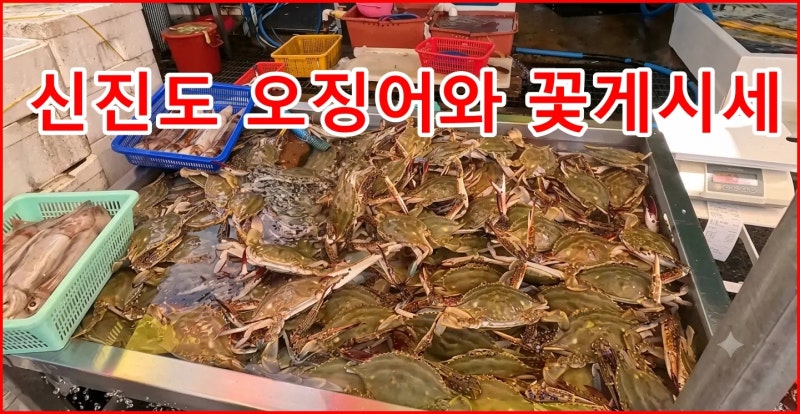 [가을 태안 여행] 신진도항 꽃게 가격,신진도오징어 가격: 신진도 오징어 시세, 신진도 꽃게 ....