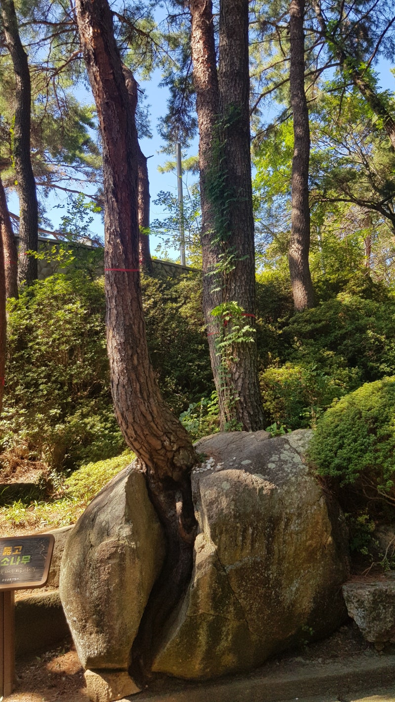 (부산 동래구)금강공원(기본 편) 관광존 핵심 요약(금강공원 공영주차장,숲 학교,금강공원 내....