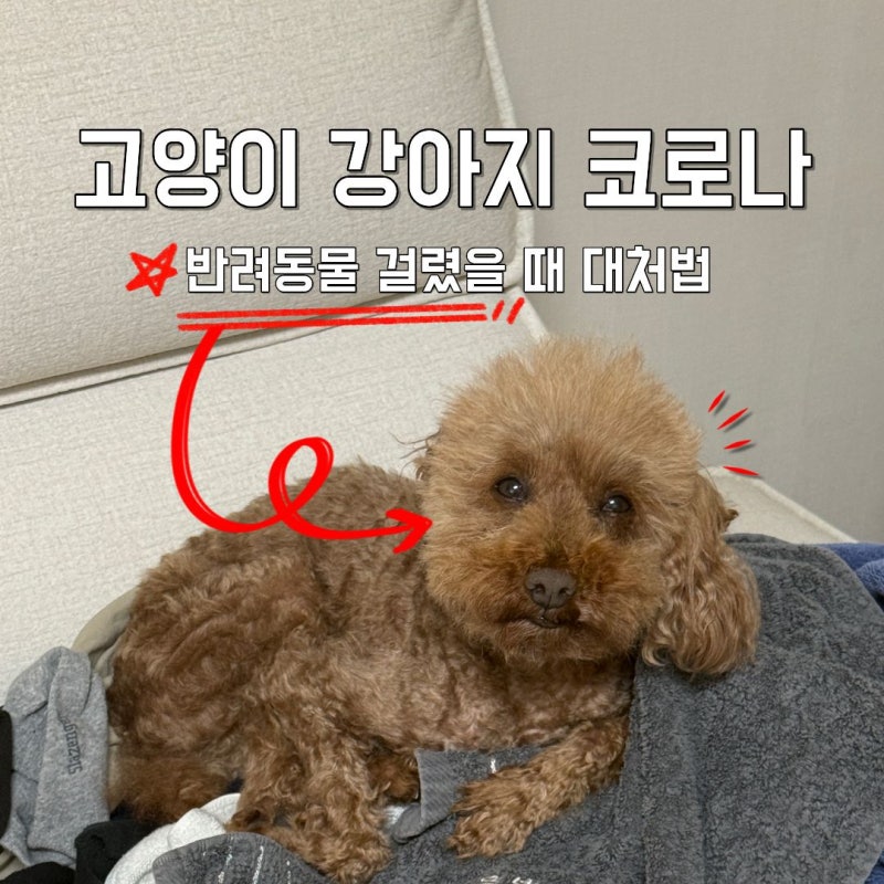 고양이 강아지 코로나 반려동물 걸렸을 때 대처법