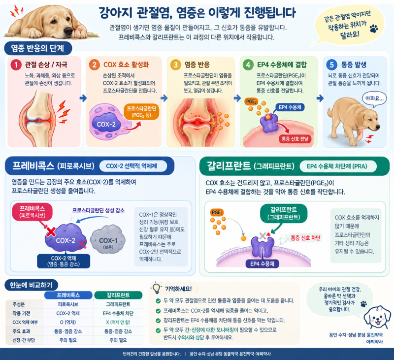 강아지 관절염약 비교｜갈리프란트 vs 프레비콕스, 간·신장 부담은 어떻게 다를까?