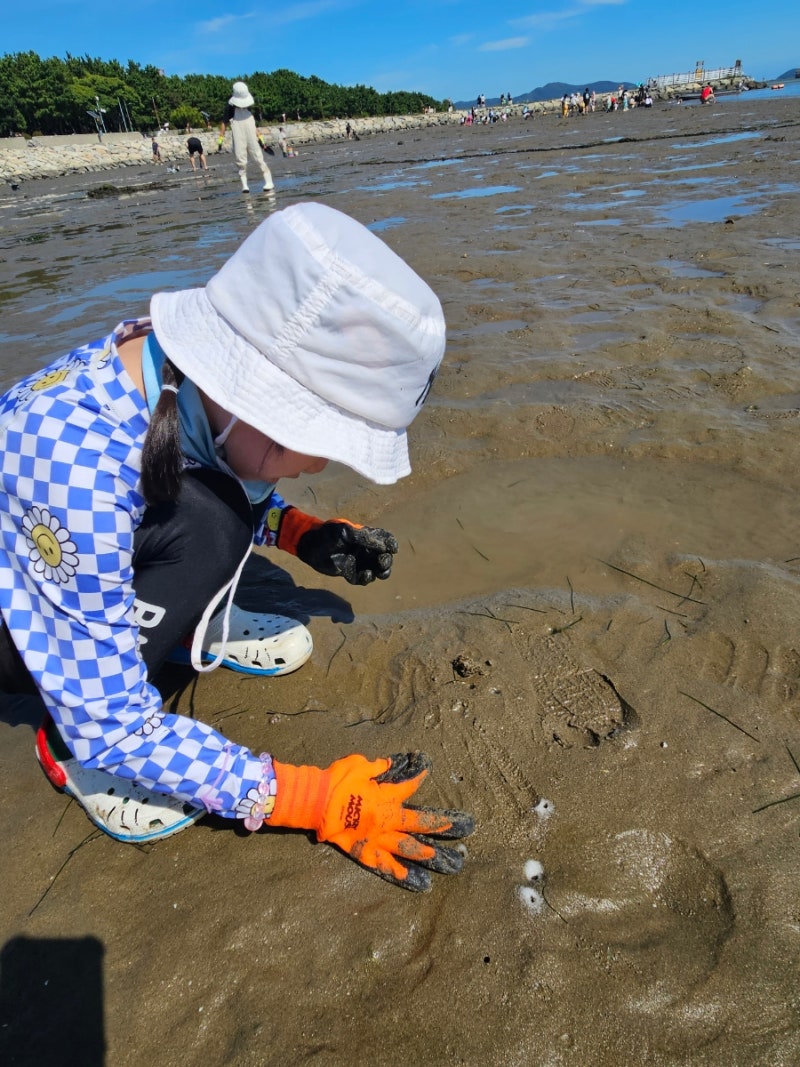 [부산명지_아이랑] 신호동 소담공원앞 갯벌에서 맛조개 잡기 무료체험 (feat.준비물)