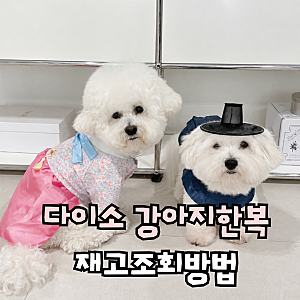 다이소 강아지 한복 재고 조회, 가성비 좋은 애견한복 후기