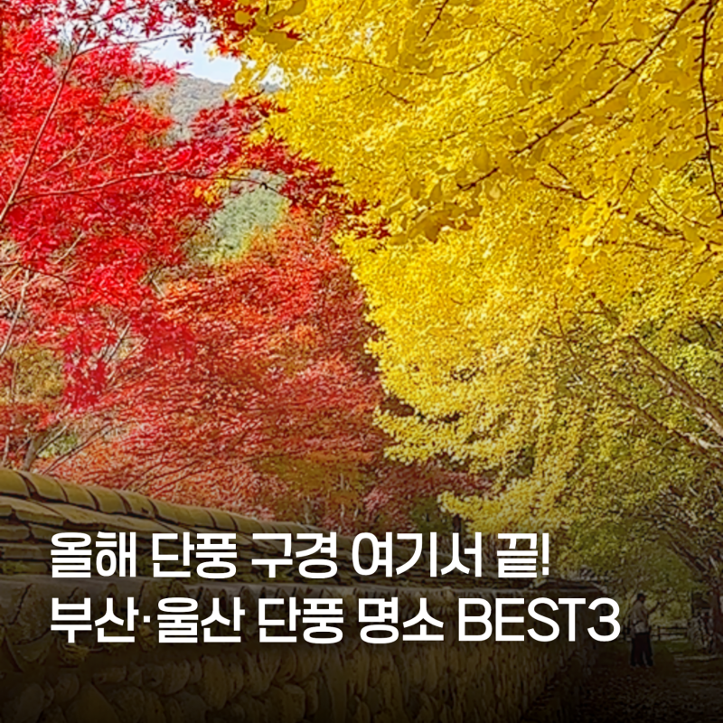 올해 단풍 구경 여기서 끝! 부산·울산 근교 가을 단풍 명소 BEST3