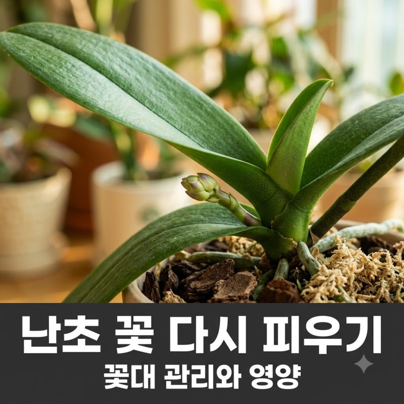 난초 꽃이 떨어졌다고 끝난 게 아닙니다 다시 꽃 피우는 관리법