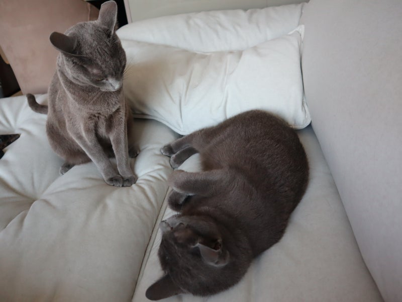 고양이 산책 한다구요? 산책줄 하네스 목줄 선택법