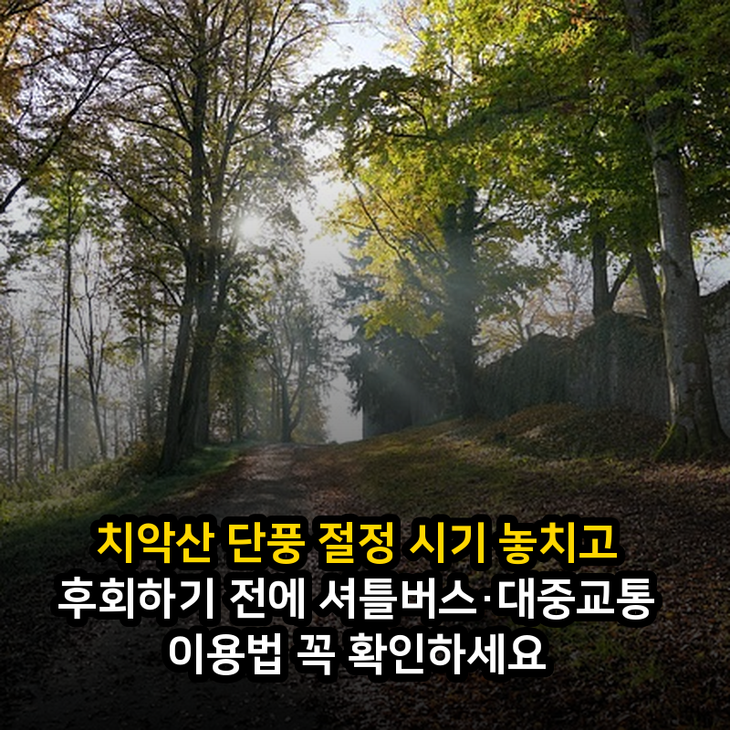 치악산 단풍 절정 시기 놓치고 후회하기 전에 셔틀버스·대중교통 이용법 꼭 확인하세요