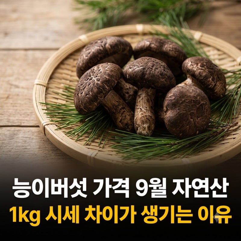 능이버섯 가격 9월 자연산 1kg 시세 차이가 생기는 이유