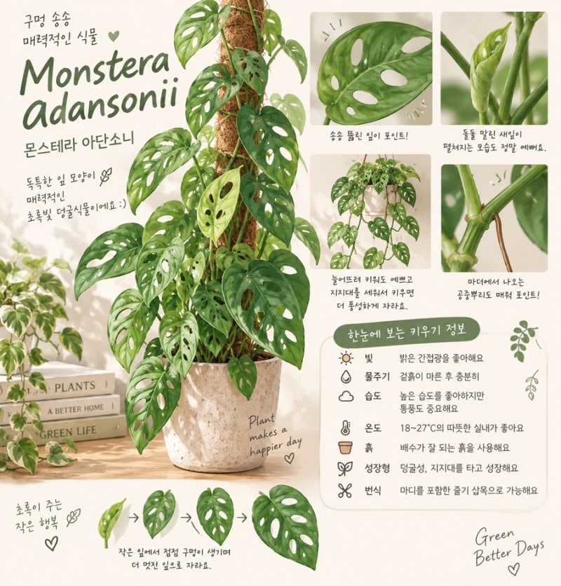 잎이 매력적인 초보도 키우기 쉬운 인테리어 식물 몬스테라 아단소니