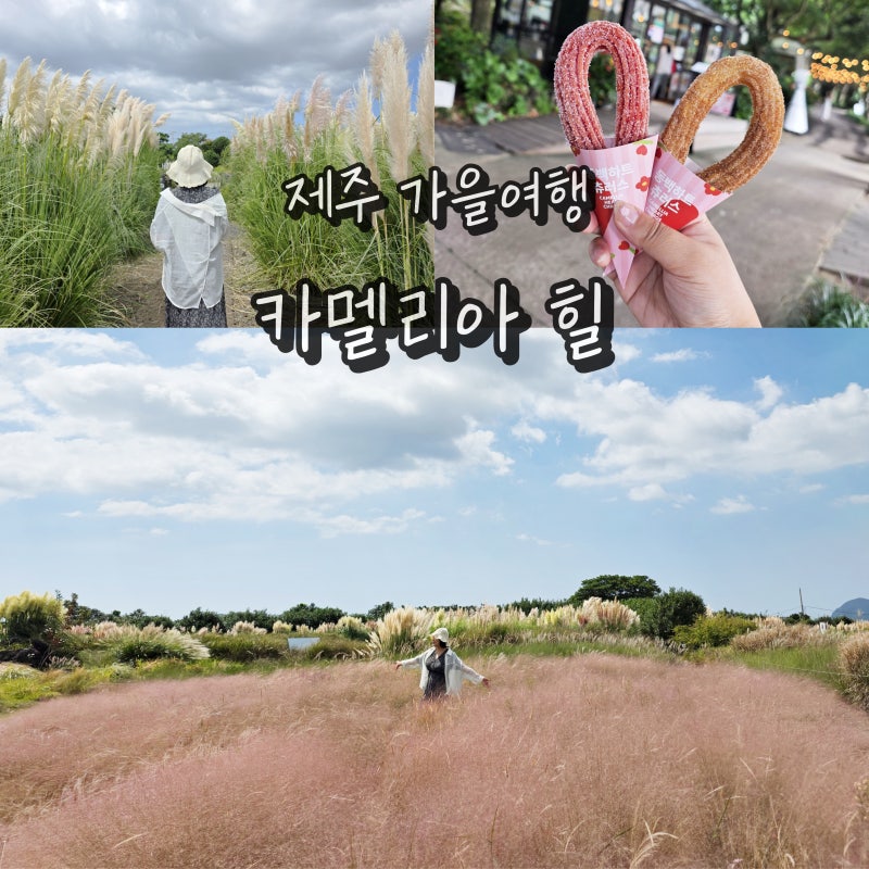 제주도 카멜리아힐 제주 서쪽 가볼만한곳 관광지 핑크뮬리 명소