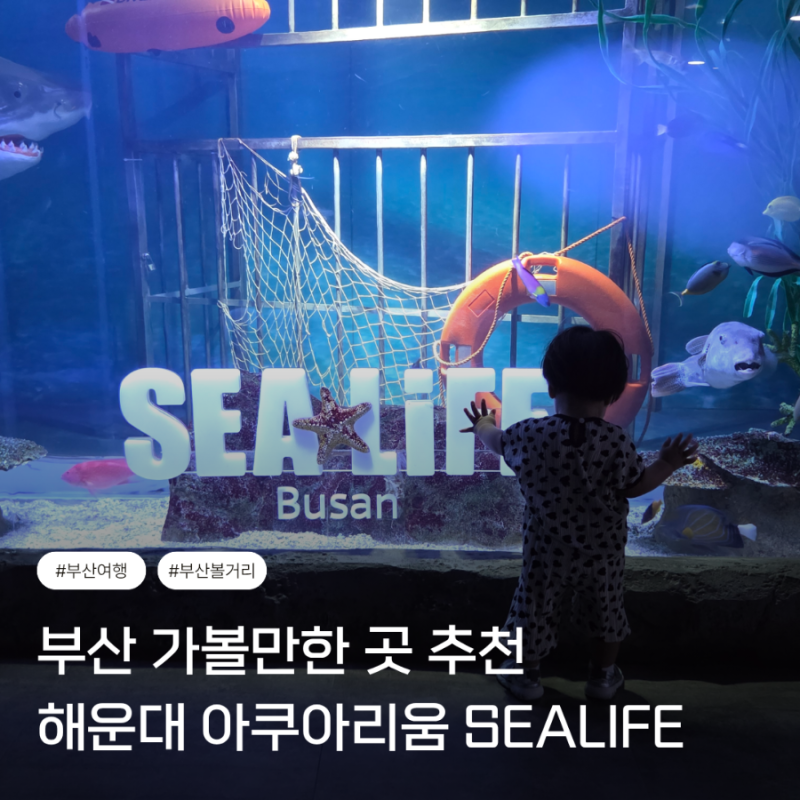부산 아이와 가볼만한곳 추천 해운대 씨라이프 아쿠아리움 주차 가격 정보
