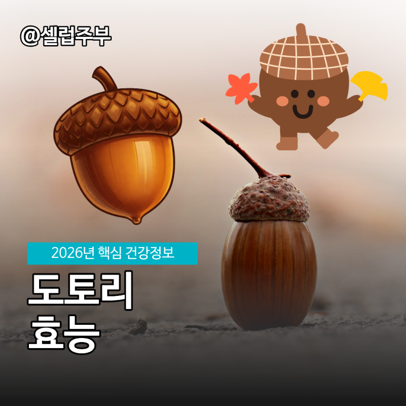 도토리효능 아콘산 성분 도토리묵 영양소!