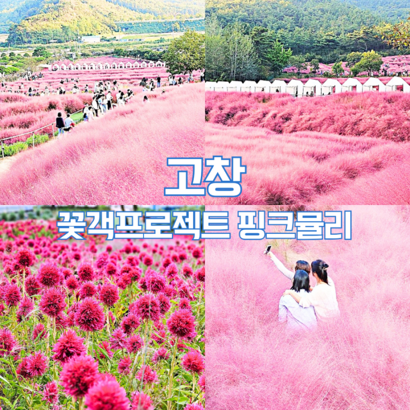 고창 핑크뮬리 명소 고창 꽃객프로젝트 축제 기간