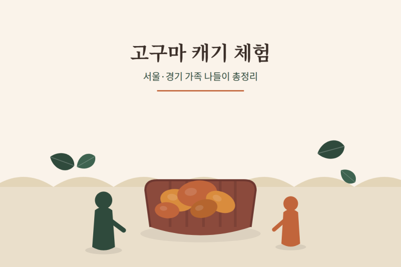 고구마 캐기 체험 추천 총정리ㅣ서울 경기 가격·예약·준비물